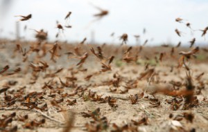locusts What's next, locusts?